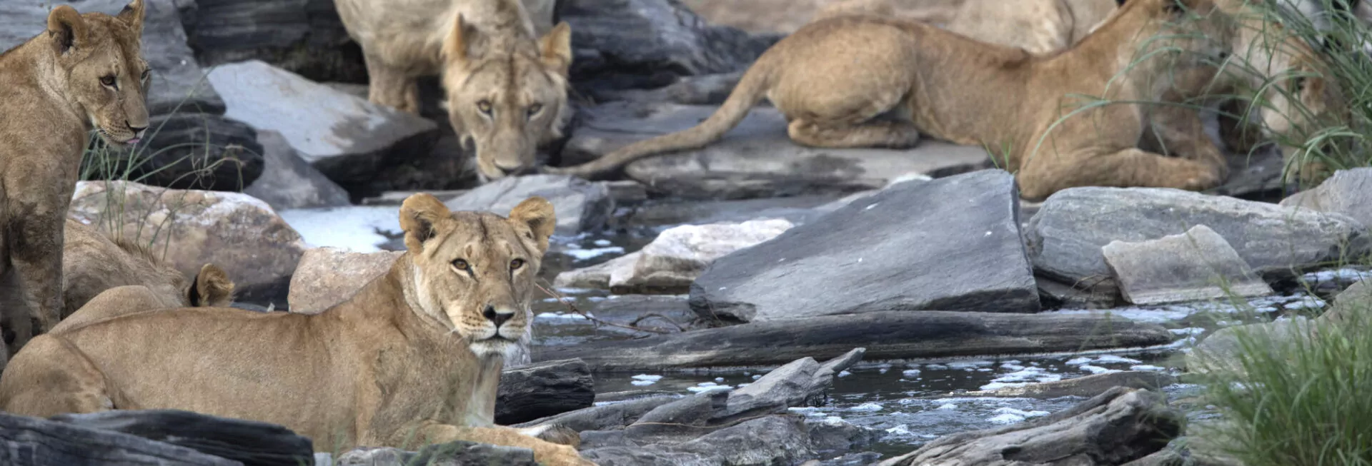 MAASAI MARA, NABIOSHO Conservancy