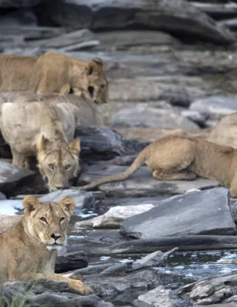 MAASAI MARA, NABIOSHO Conservancy