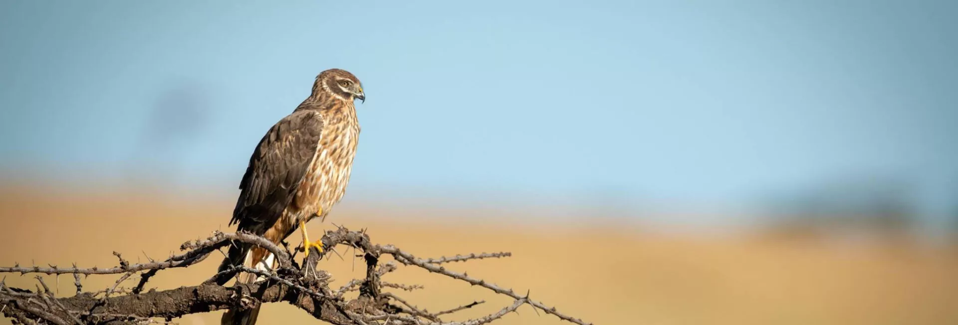 Tsavo Amboseli Adventure