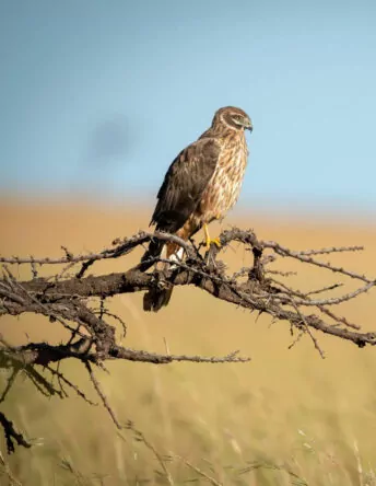 Tsavo Amboseli Adventure