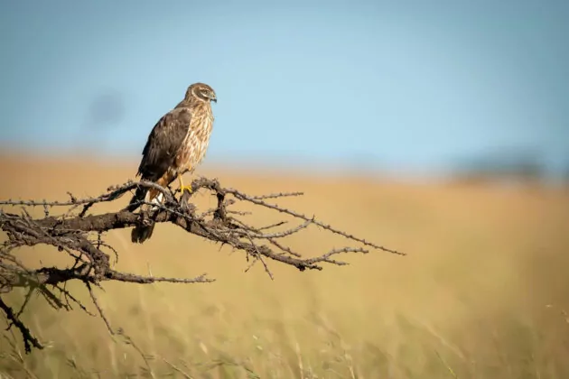 Tsavo Amboseli Adventure