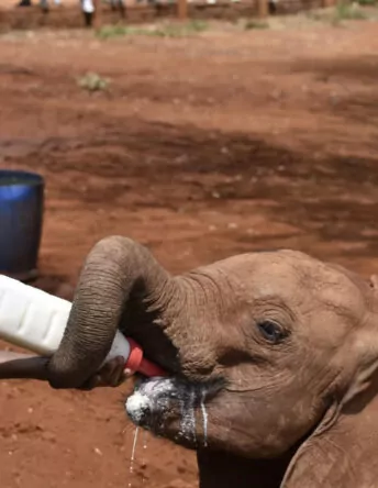 Wildlife Conservation Safari in Kenya