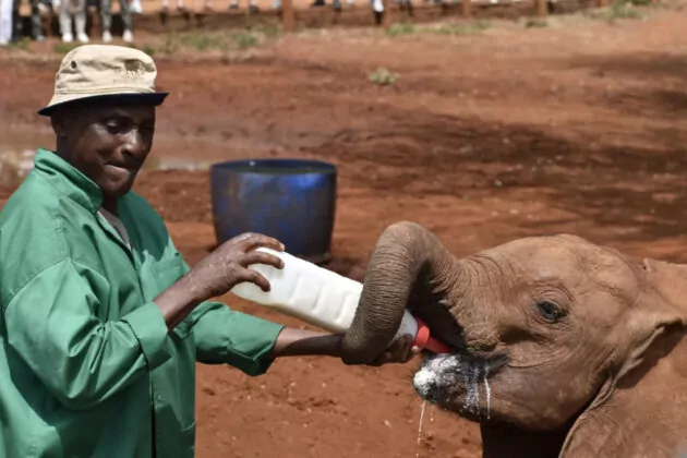 Wildlife Conservation Safari in Kenya