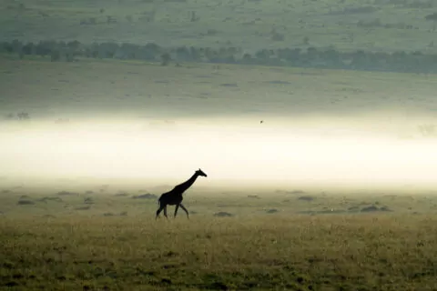 Ilkeliani Mara Camp
