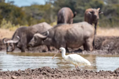 Porini Rhino Camp