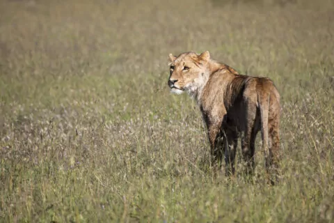 Porini Rhino Camp