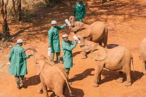 Sheldrick Elephant Orphanage Nursery