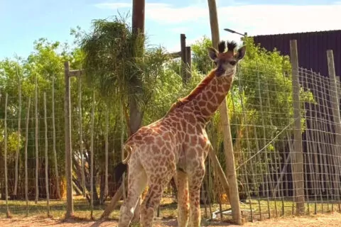 Giraffe Centre