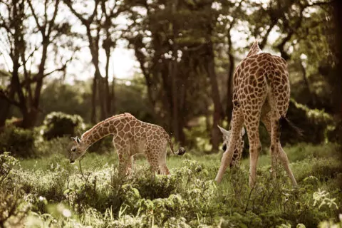 Giraffe Centre