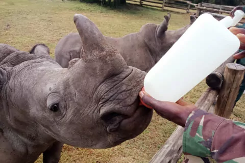 Solio Rhino Orphanage