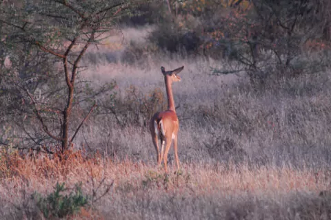 Soroi Samburu Lodge