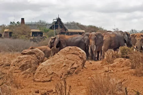 Elerai Amboseli Camp