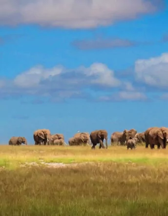 Chyulu Hills and Masai Mara Safari