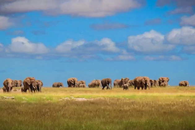 Chyulu Hills and Masai Mara Safari