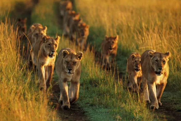 12 Days Safari Chyulu Hills, Laikipia and Masai Mara