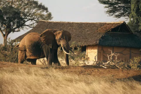 satao_camp4